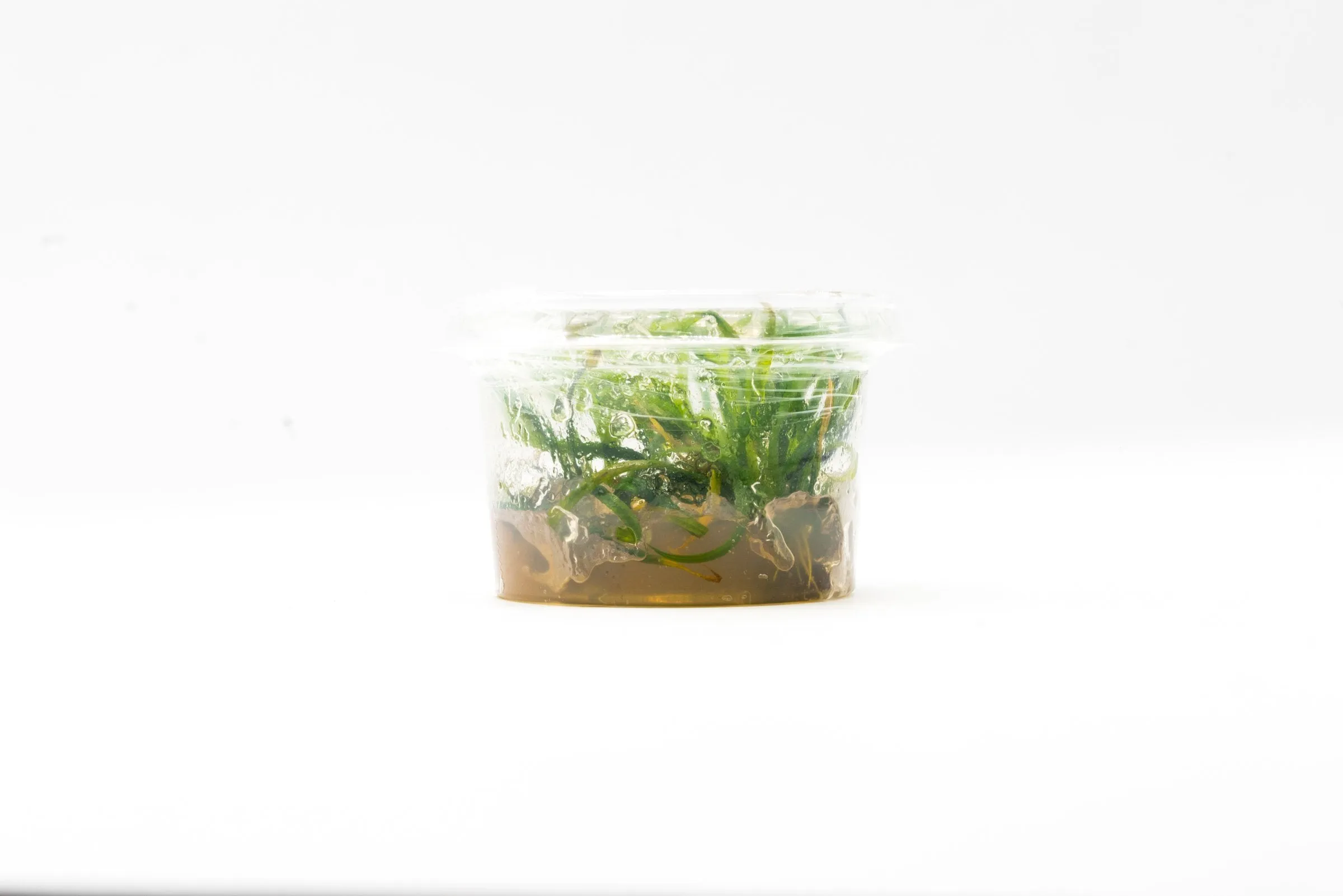 Helanthium Vesuvius Aquatic Farmer Tissue Culture