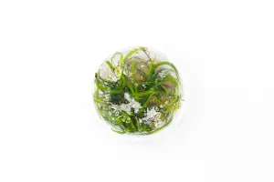 Helanthium Vesuvius Aquatic Farmer Tissue Culture