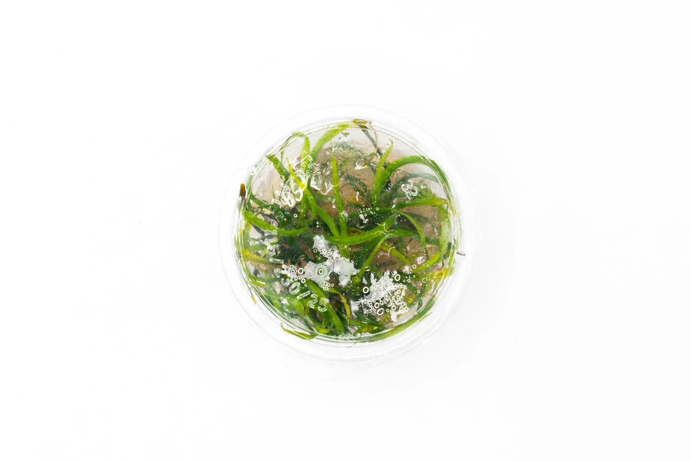 Helanthium Vesuvius Aquatic Farmer Tissue Culture