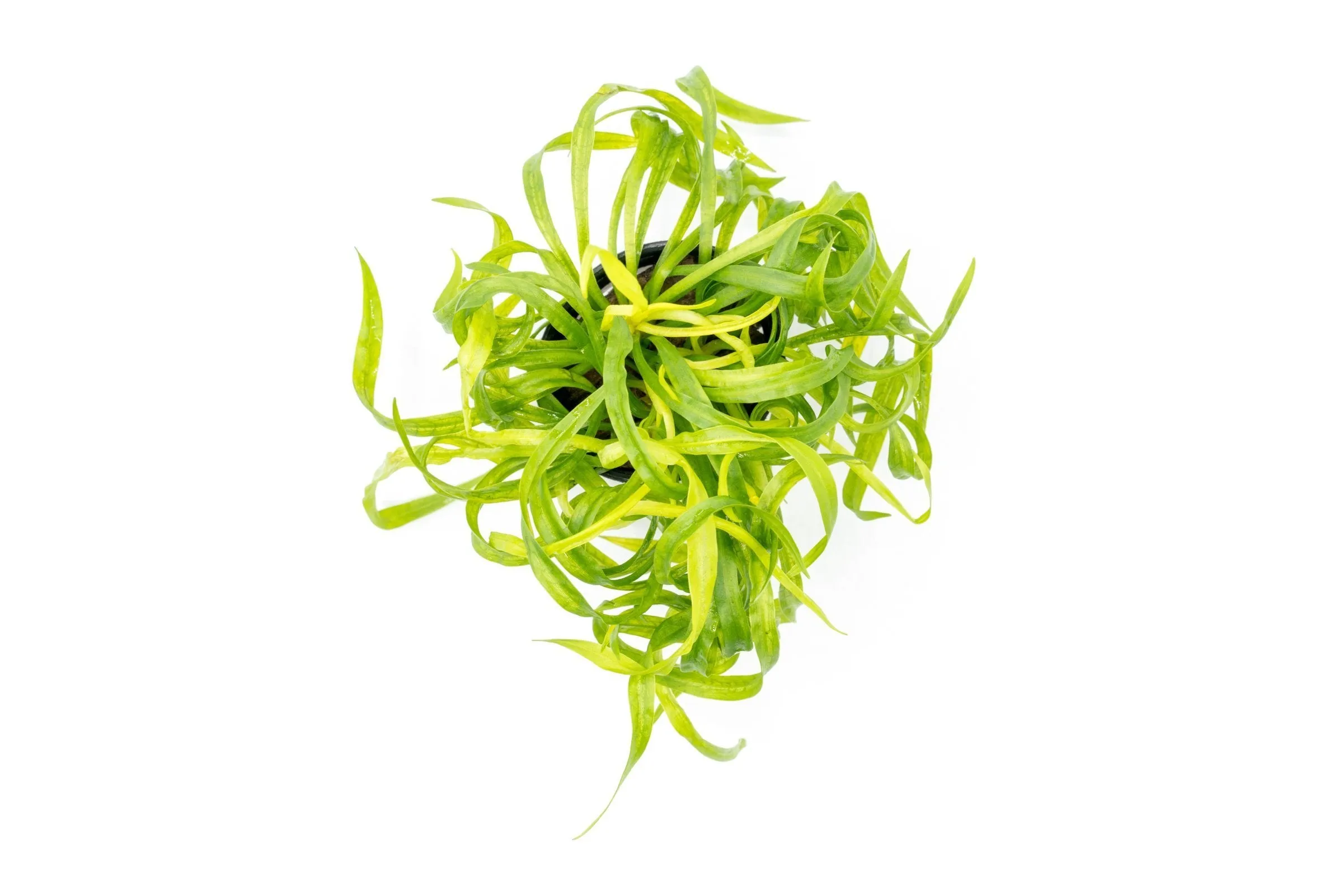 Helanthium Vesuvius (Echinodorus)