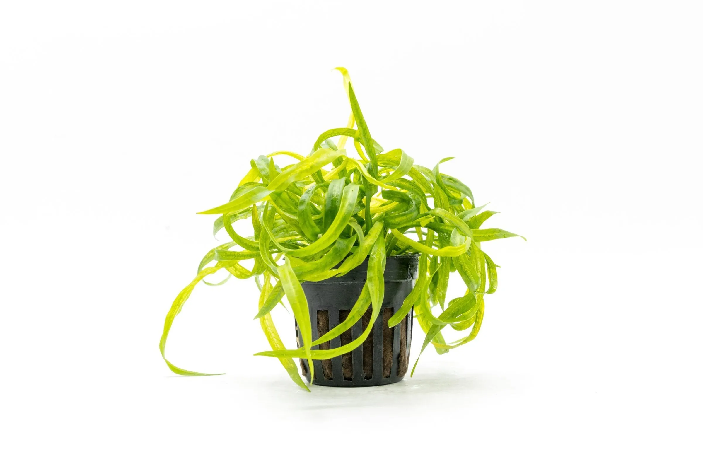 Helanthium Vesuvius (Echinodorus)